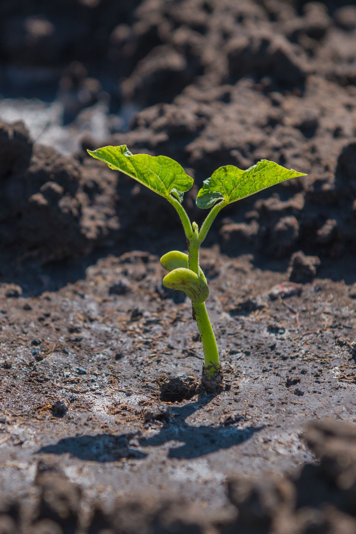 Climate Resilience